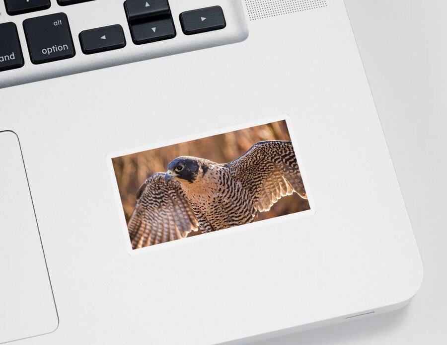 Falcon Sticker featuring the photograph Spread by Kristopher Schoenleber