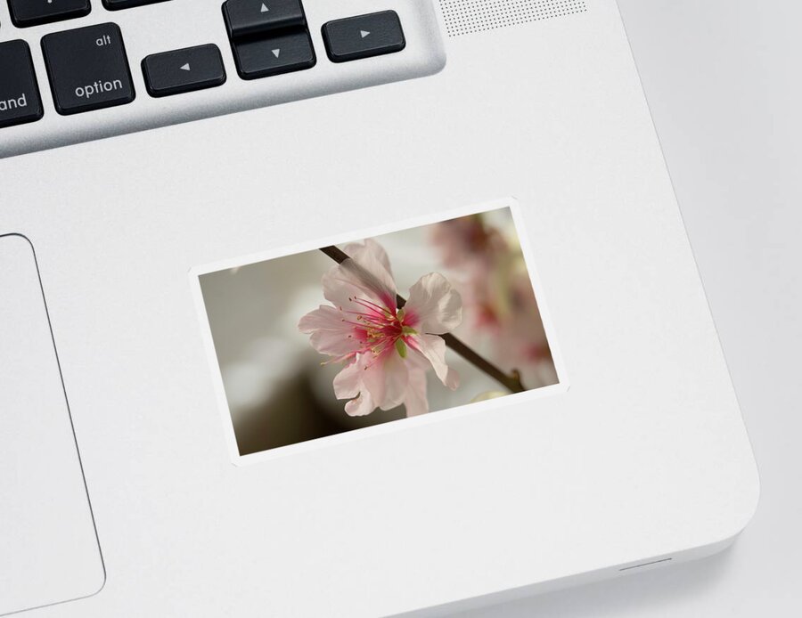 Spring Sticker featuring the photograph Spring Blossom by Elena Perelman