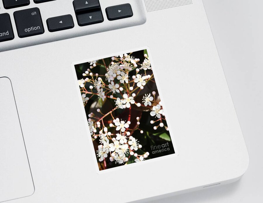 Spring Sticker featuring the photograph Spring Blossoms Macro by Carol Groenen