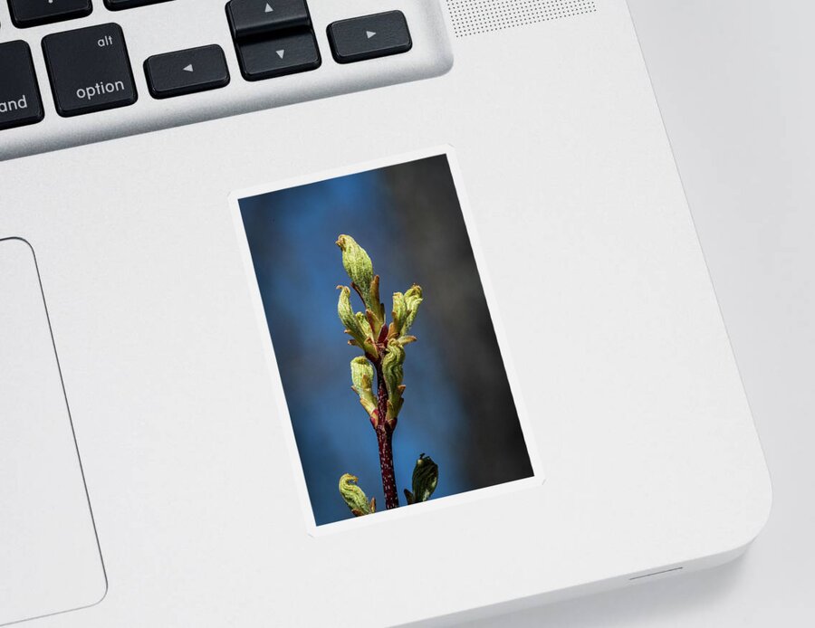Bud Sticker featuring the photograph Spring Buds by Paul Freidlund