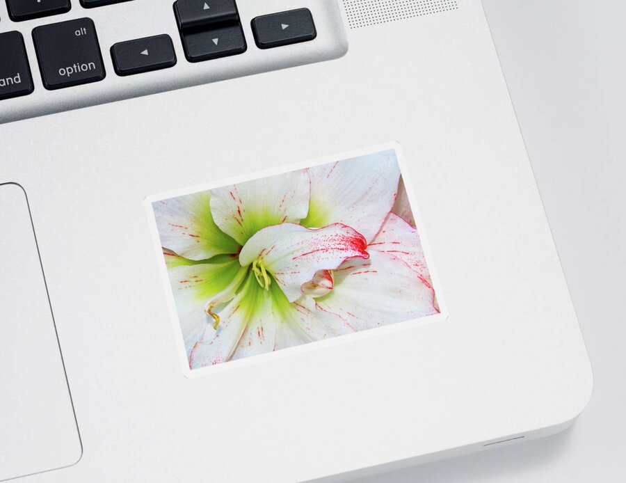 White Sticker featuring the photograph Spring Flower Macro by Bob Slitzan
