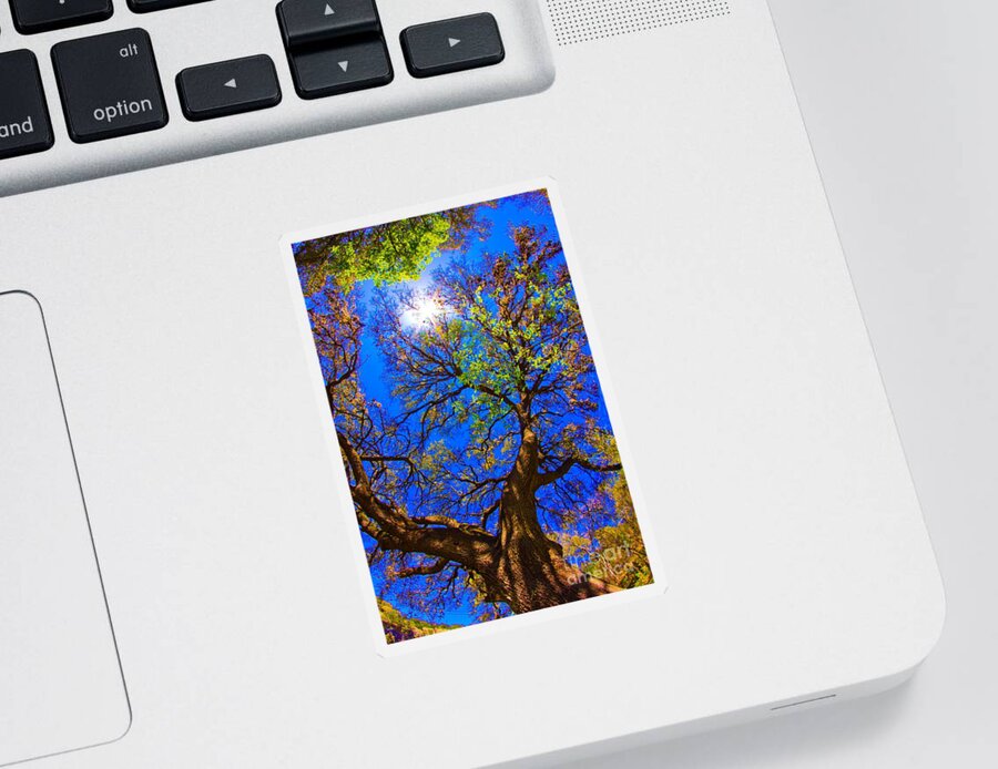 Michael Tidwell Photography Sticker featuring the photograph Spring Oak by Michael Tidwell
