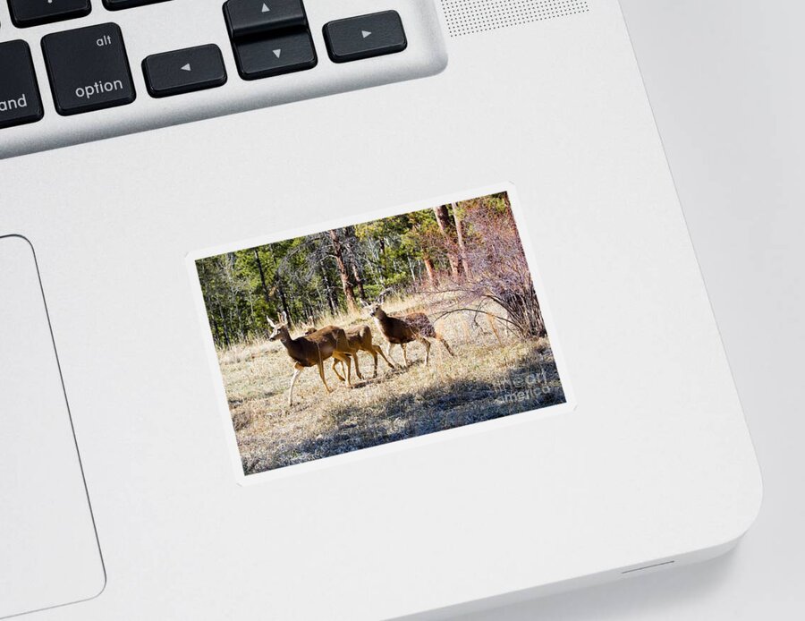 Deer Sticker featuring the photograph Springtime Mule Deer in the Pike National Forest by Steven Krull