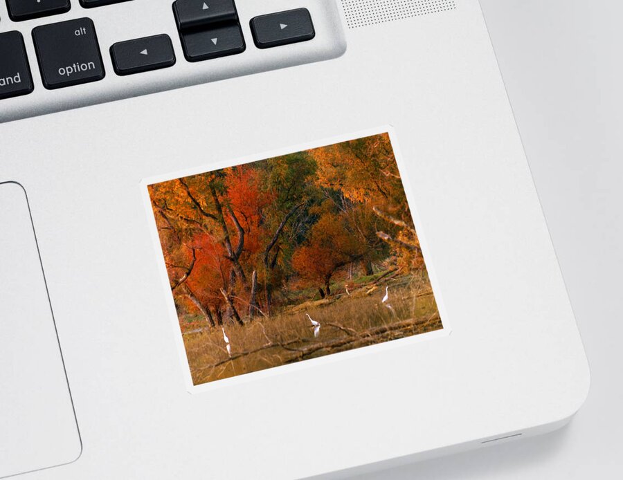 Landscape Sticker featuring the photograph Squaw Creek Egrets by Steve Karol