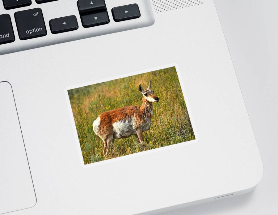 Pronghorn Sticker featuring the photograph Standing In The Golden Valley by Adam Jewell