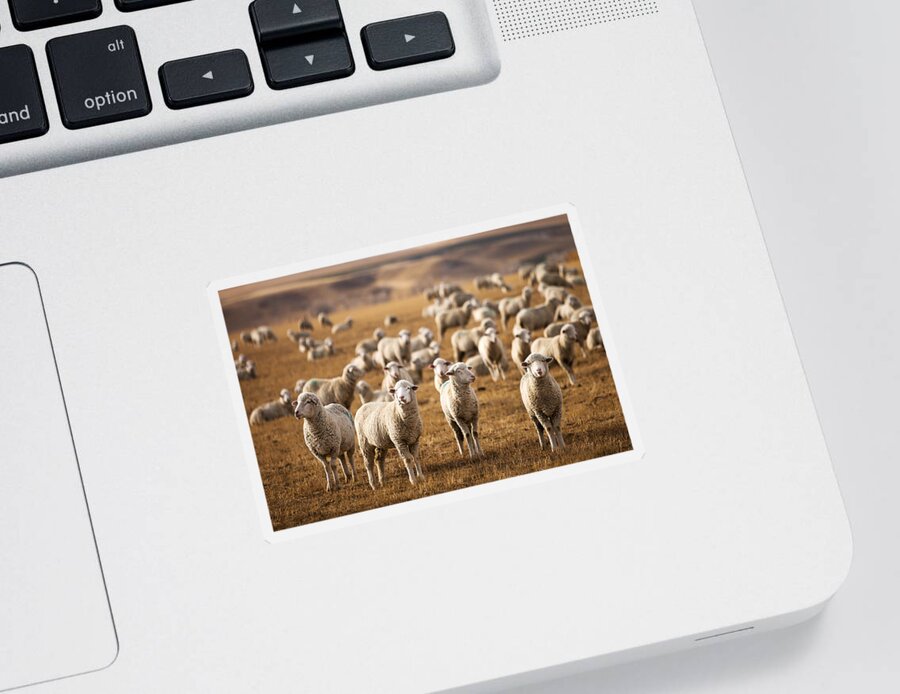 Sheep Sticker featuring the photograph Standing Out in the Herd by Todd Klassy