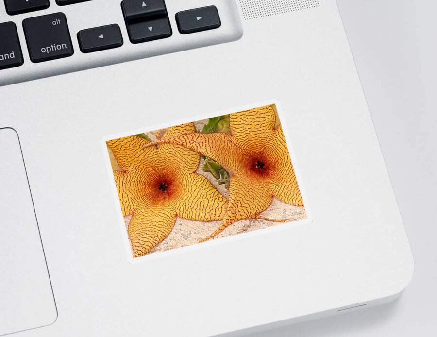 Flower Sticker featuring the photograph Star Cactus Flower by Deborah Benoit