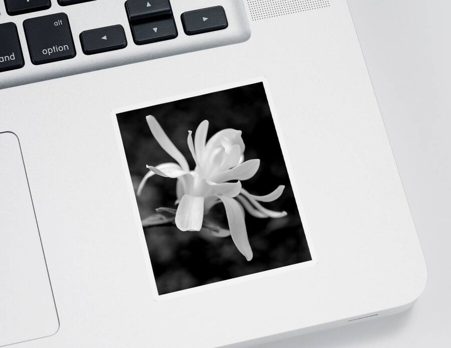Magnolia Sticker featuring the photograph Star Magnolia Flower Black and White by Jennie Marie Schell
