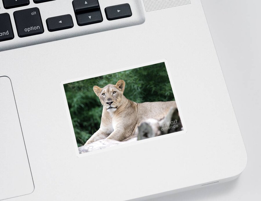 Lion Sticker featuring the photograph Staring by Ed Taylor