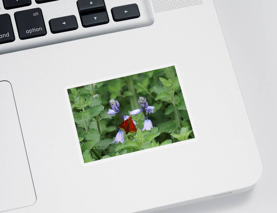 Flowers Sticker featuring the photograph Stealth flyer by Merle Grenz