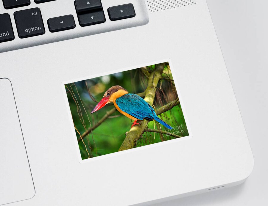 Bird Sticker featuring the photograph Stork-billed kingfisher by Louise Heusinkveld