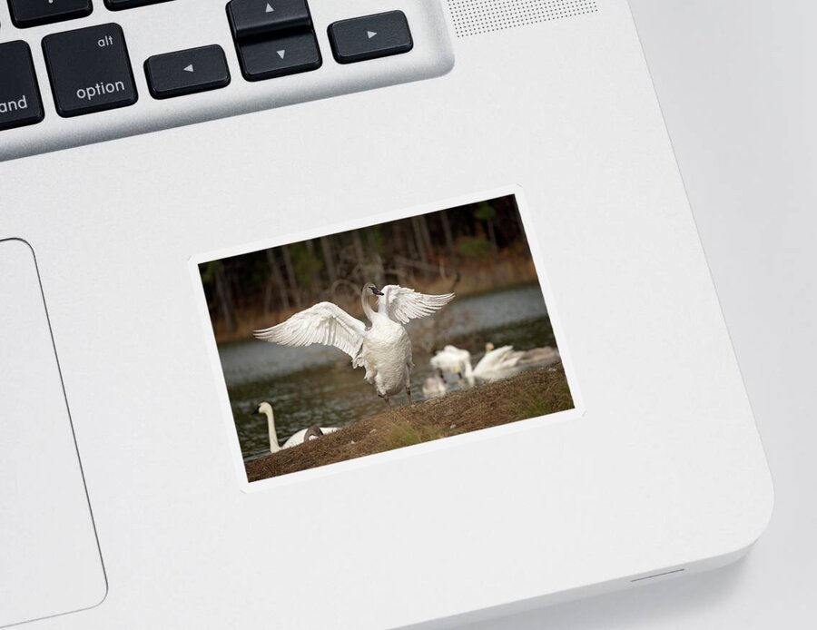 Trumpeter Swan Sticker featuring the photograph Stretch Your Wings by Eilish Palmer