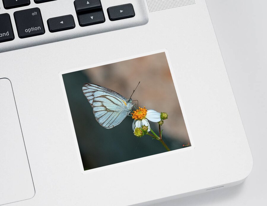 Nature Sticker featuring the photograph Striped Albatross Butterfly DTHN0209 by Gerry Gantt