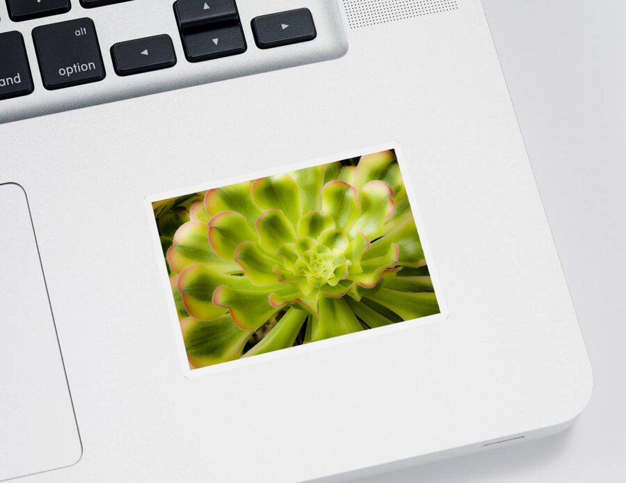 Flower Sticker featuring the photograph Succulent by Lee Santa