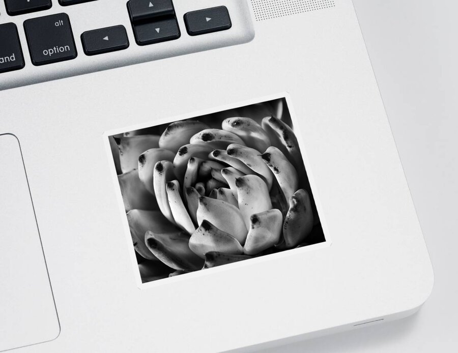 Succulent Sticker featuring the photograph Succulent Petals Black and White by Kelley King