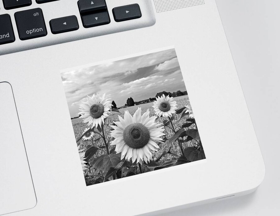 Black And White Sunflowers Sticker featuring the photograph Sumertime On The Farm In Black And White by Gill Billington
