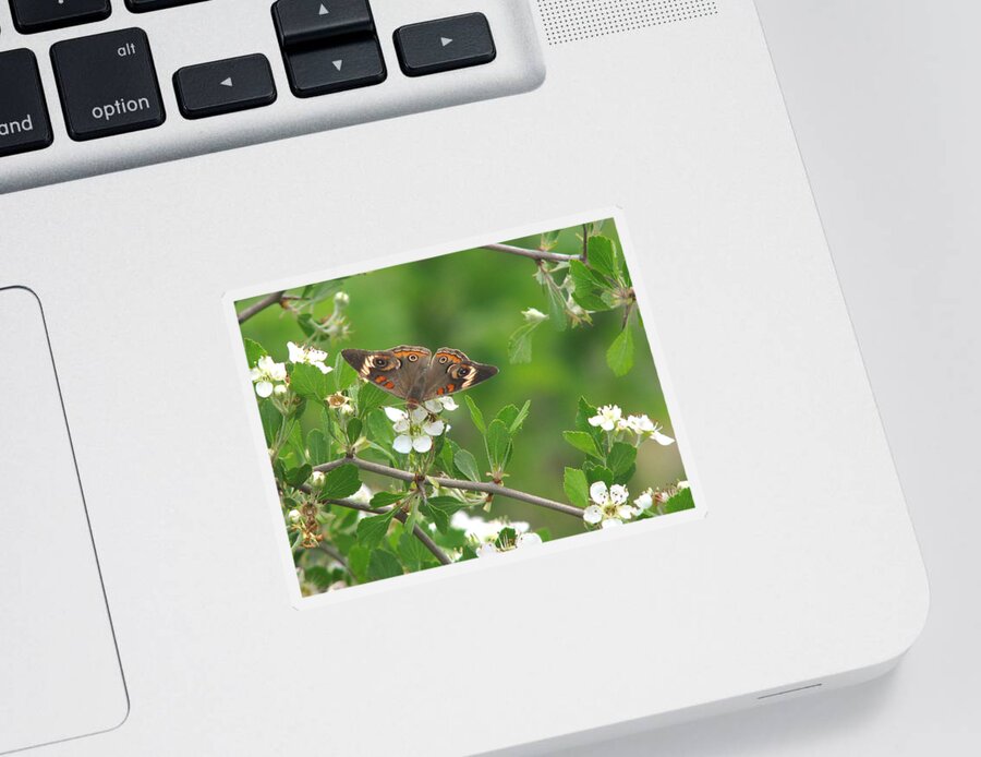 Nature Sticker featuring the photograph Summer Haw in Spring by Peggy Urban