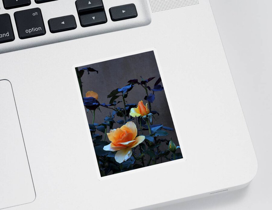 Landscape Sticker featuring the photograph Summer Morning Golden Rose by Richard Thomas