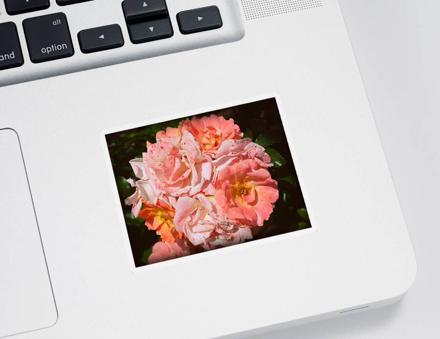 Flower Sticker featuring the photograph Summer Roses by Linda Covino