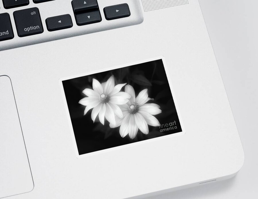 Rudbeckia Sticker featuring the photograph Sun Sisters in Black and White by Anita Pollak