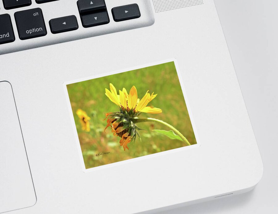 Sunflower Sticker featuring the photograph Sunflower 184 Double Bloom by Kae Cheatham