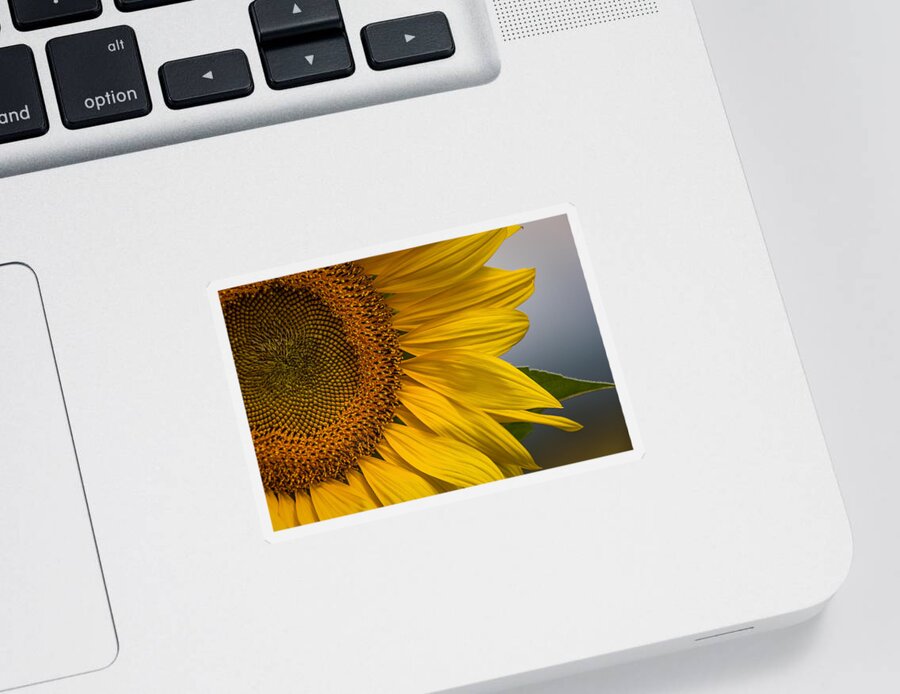 Sunflower Abstract Sticker featuring the photograph Sunflower Abstract by Dale Kincaid