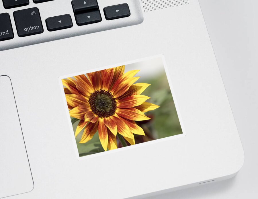 Sunflower Sticker featuring the photograph Sunflower by Ed Clark
