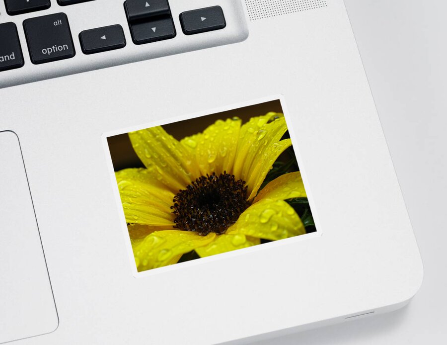 Sun Stars Sticker featuring the photograph Sunflower Macro by Juergen Roth