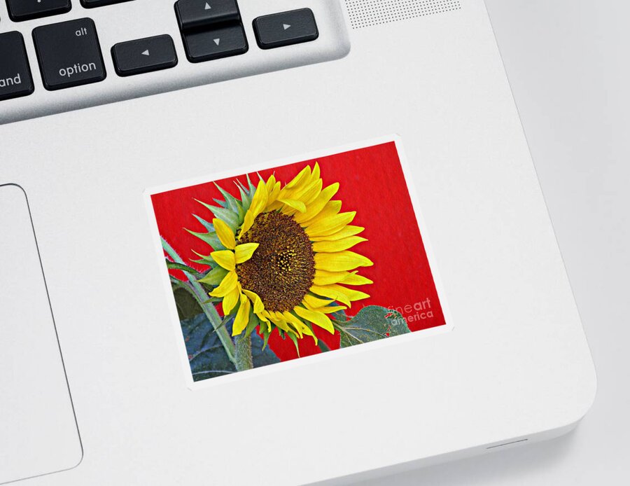 Sunflower Sticker featuring the photograph Sunflower on Red by Sarah Loft