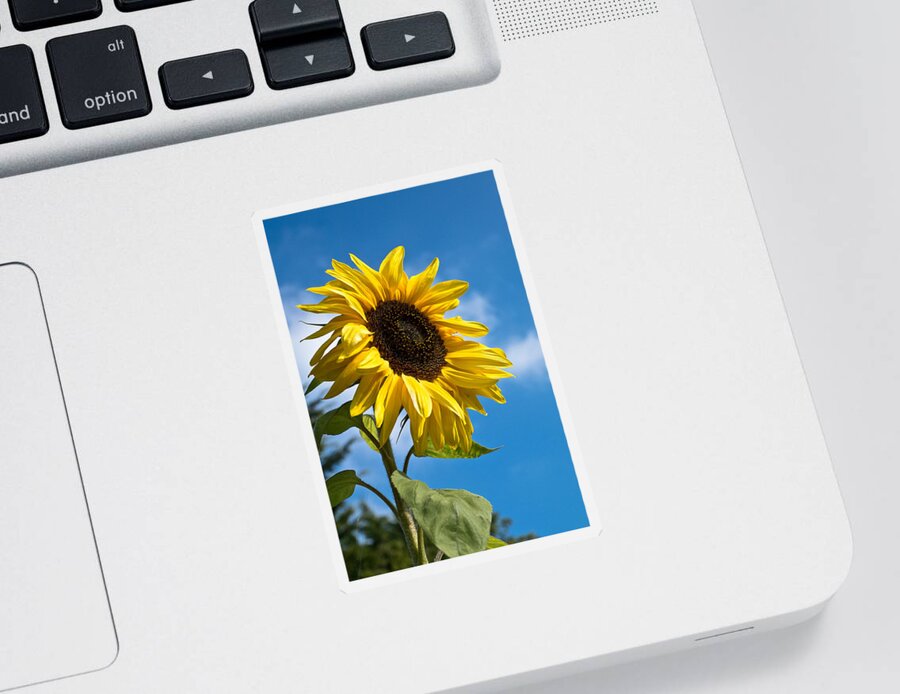 Sunflower Sticker featuring the photograph Sunflower by Scott Carruthers
