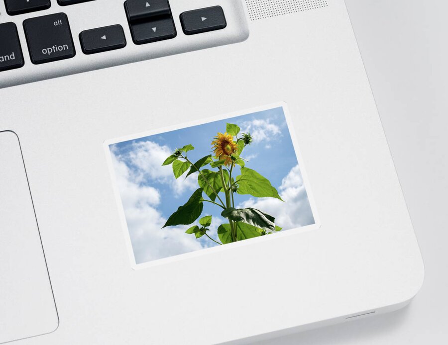 Sunflower Sticker featuring the photograph Sunflower Sky by Lisa Blake