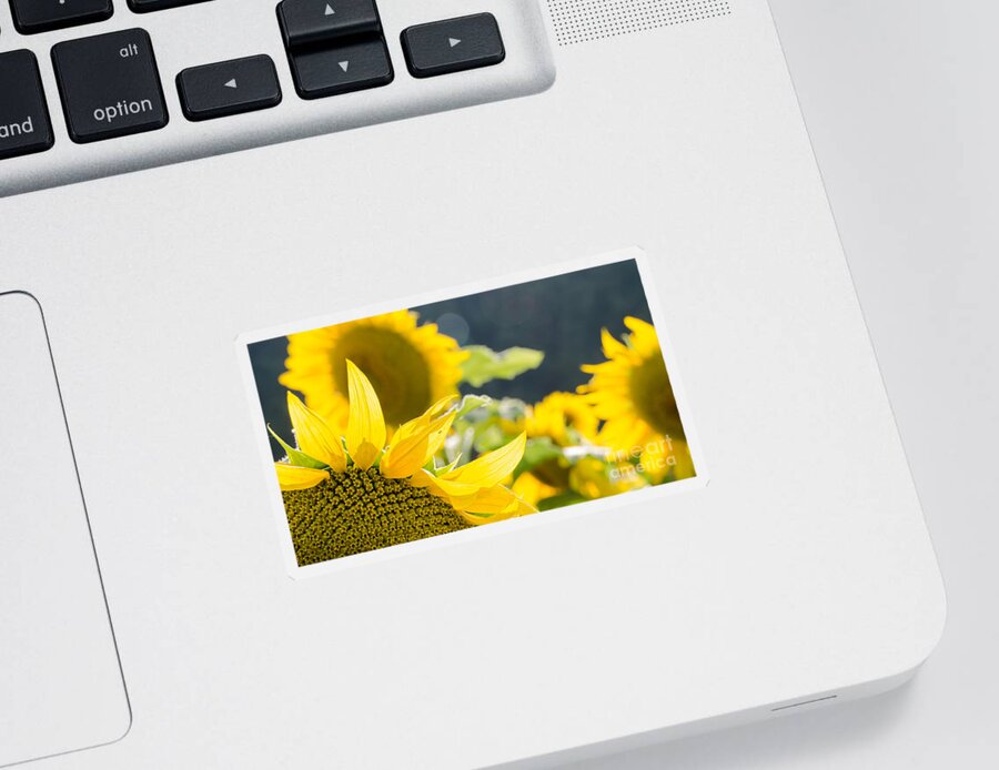 Sunflowers Sticker featuring the photograph Sunflowers 14 by Andrea Anderegg