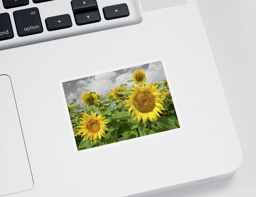 Sunflowers I Sticker featuring the photograph Sunflowers I by Dylan Punke