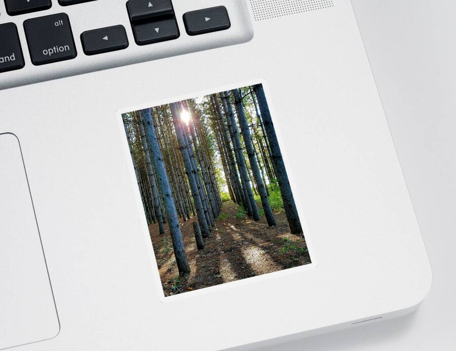 Sunlight Sticker featuring the photograph Sunlight Through the Forest Trees by Vic Ritchey