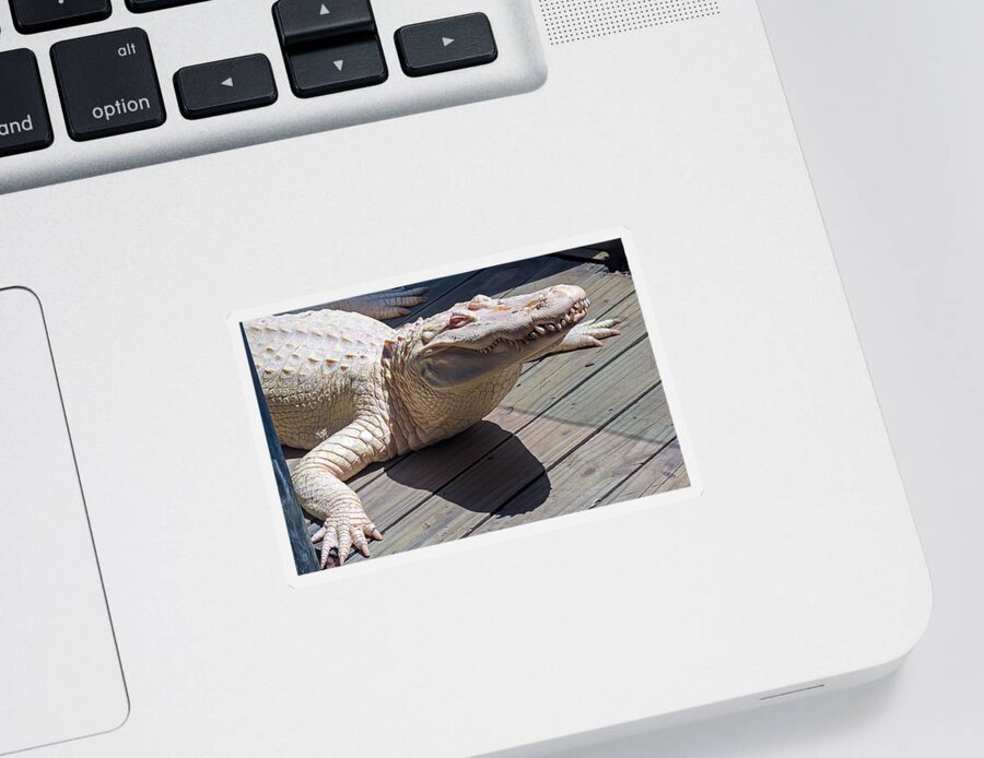Wildlife Sticker featuring the photograph Sunning Albino Alligator by Kenneth Albin