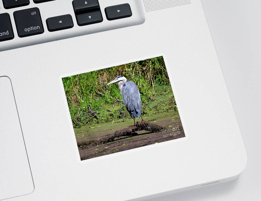 Denise Bruchman Sticker featuring the photograph Sunning Great Blue Heron by Denise Bruchman