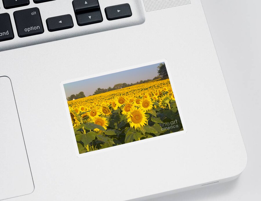 Sunflower Sticker featuring the photograph Sunshine Flower Field by Crystal Nederman