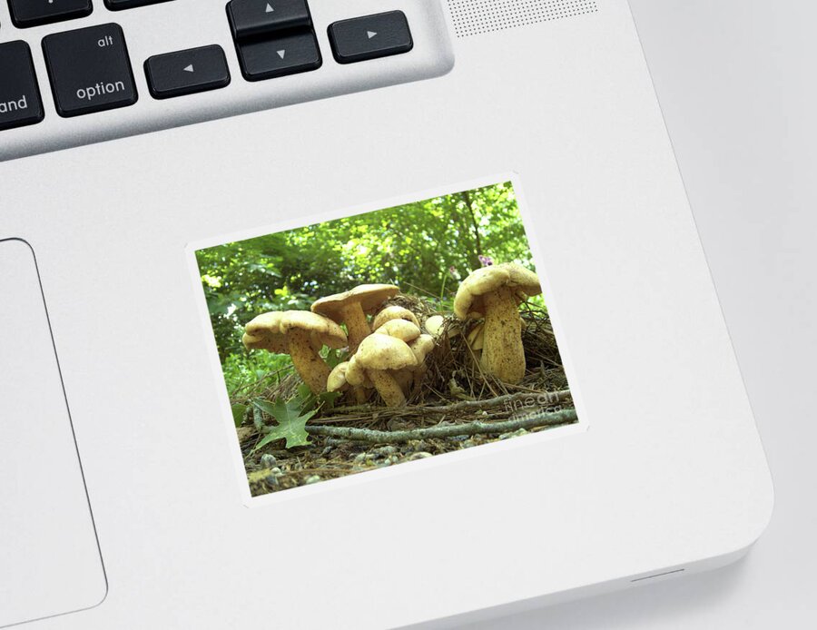 Mushroom Sticker featuring the photograph Surprise Fungi in Gibbs Garden by Nicole Angell