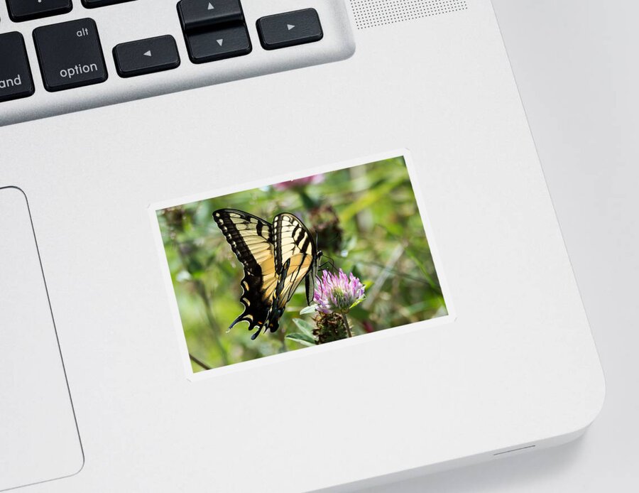Butterfly Sticker featuring the photograph Swallowtail Butterfly by Holden The Moment