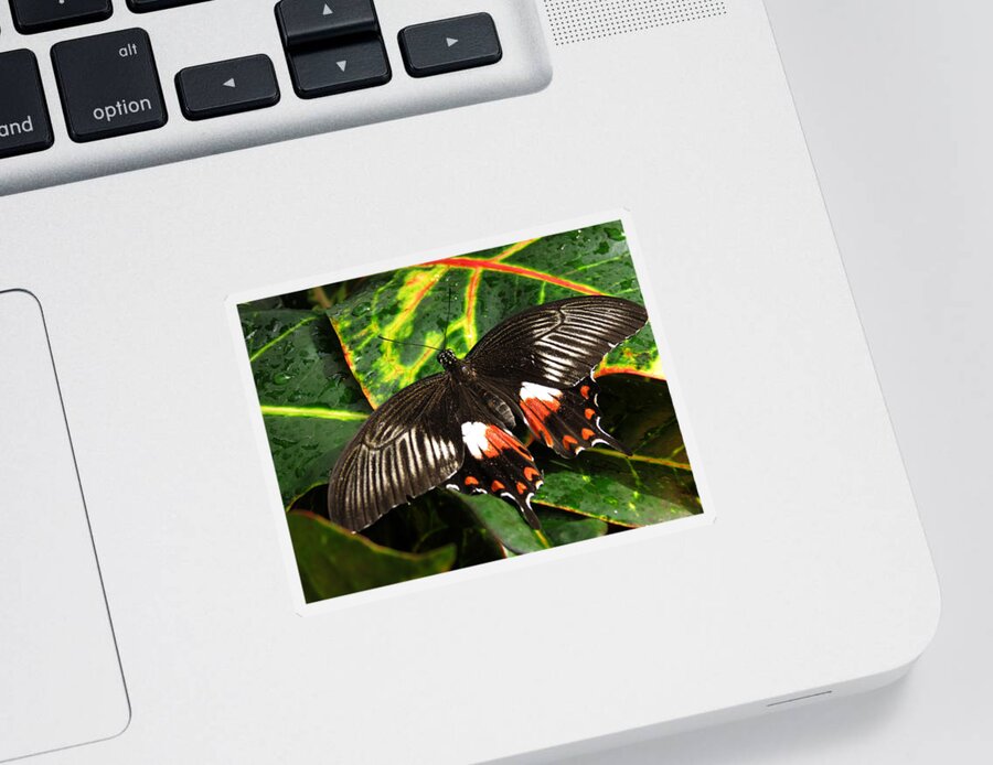 Red Sticker featuring the photograph Swallowtail Butterfly by Laurel Powell