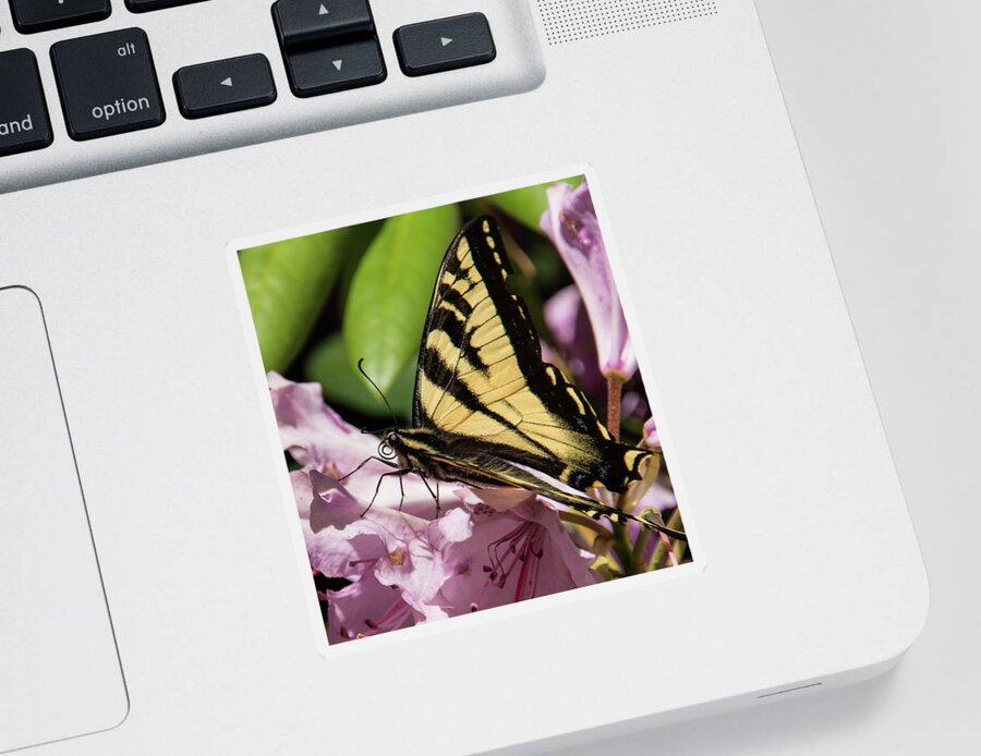 Butterfly Sticker featuring the photograph Swallowtail Butterfly by Marilyn Wilson
