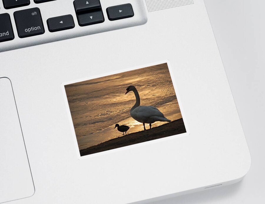 Swan Sticker featuring the photograph Swan and Baby at Sunset by Richard Bryce and Family