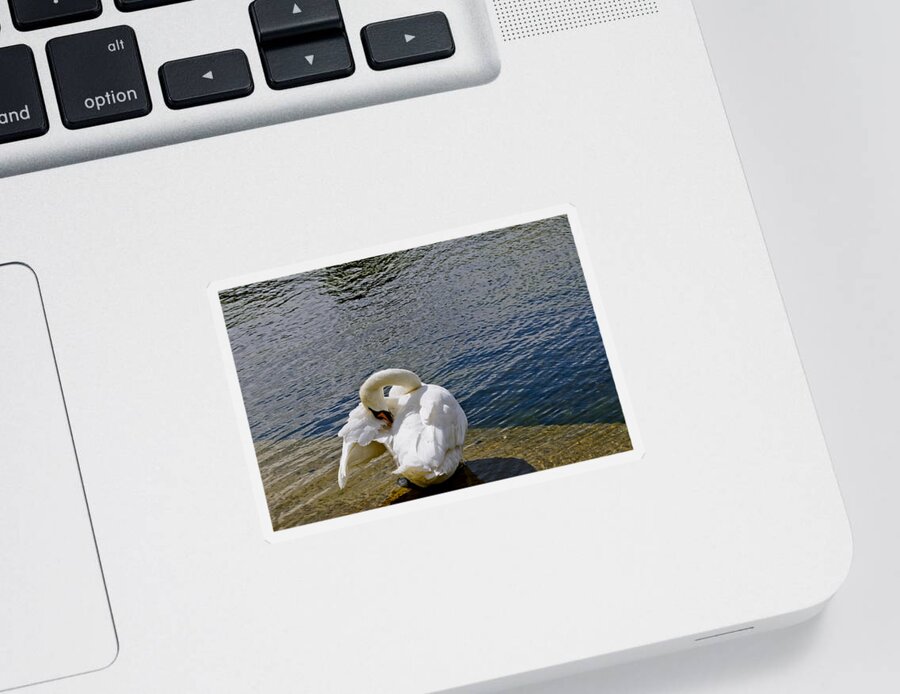 British Birds Sticker featuring the photograph Swan business. Two. by Elena Perelman