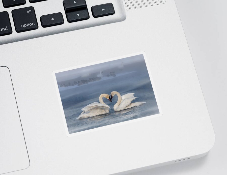 Swans Sticker featuring the photograph Swan Valentine - Blue by Patti Deters