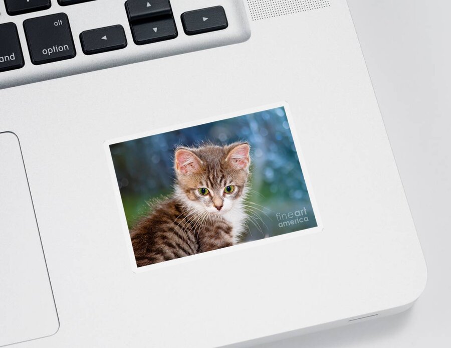 Animal Sticker featuring the photograph Sweet Kitten by Teresa Zieba