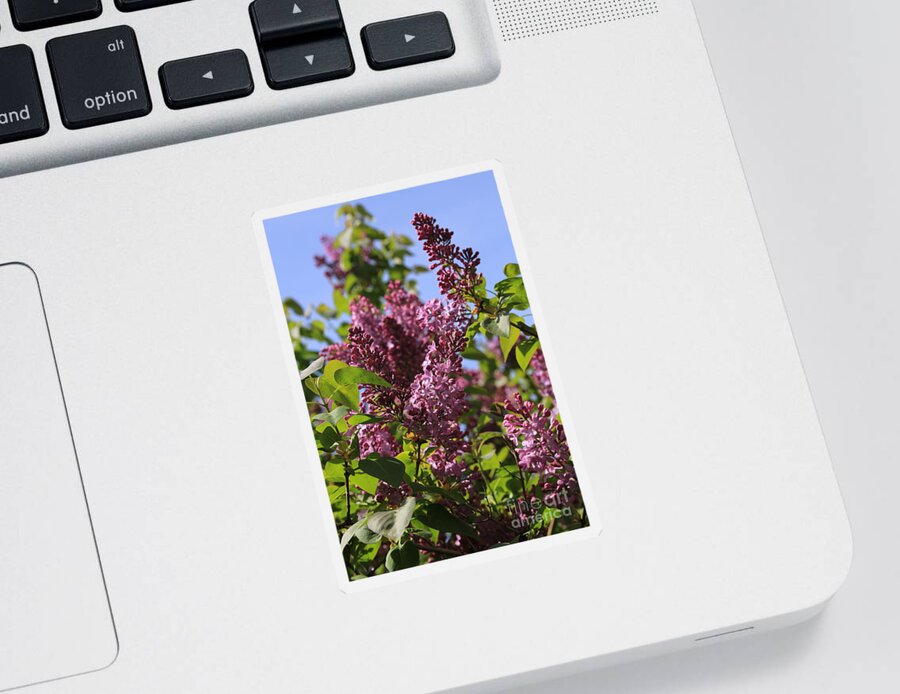 Lilacs Sticker featuring the photograph Sweet Springtime Lilacs by Carol Groenen