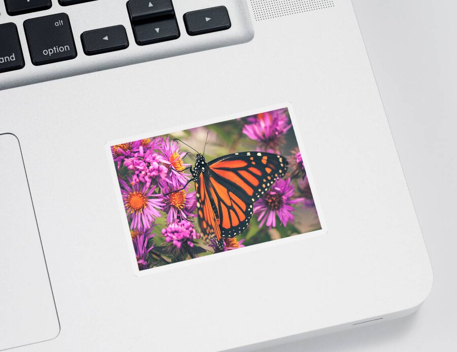 Monarch Butterfly Sticker featuring the photograph Sweet Surrender by Viviana Nadowski