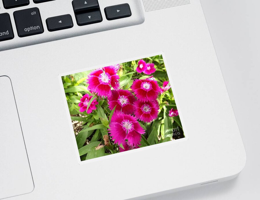Floral Sticker featuring the photograph Sweet William Bouquet by Lingfai Leung