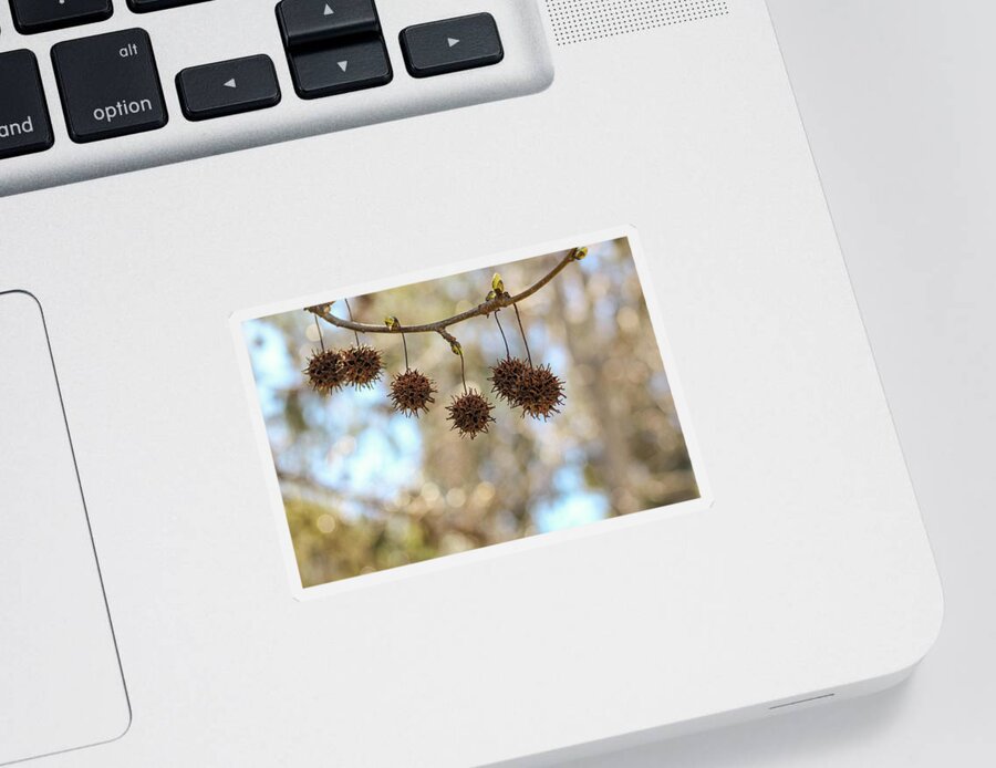 Sweetgum Sticker featuring the photograph Sweetgum Balls n Buds by Alison Frank