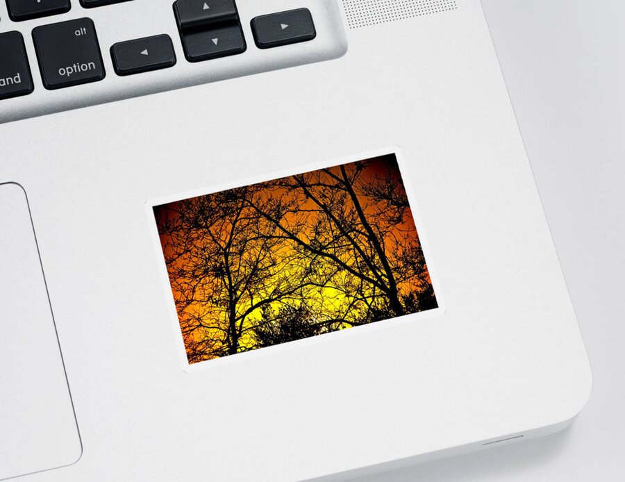 Sunset Sticker featuring the photograph Sycamore Sunset by Liz Vernand